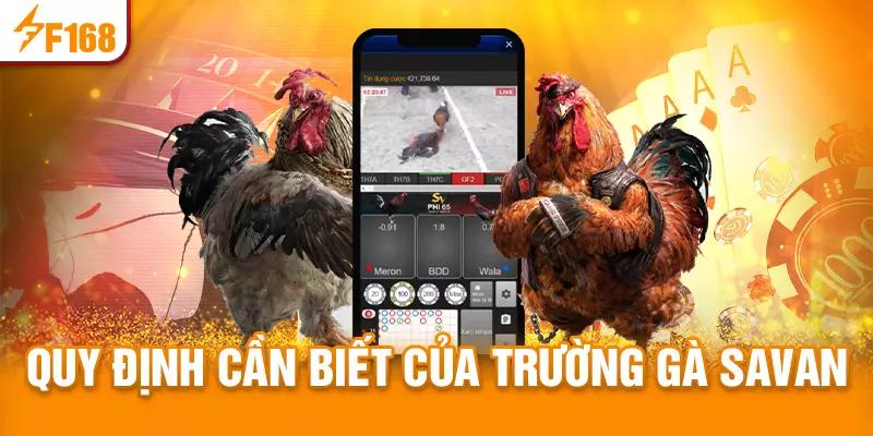 Quy định của trường gà Savan cần biết